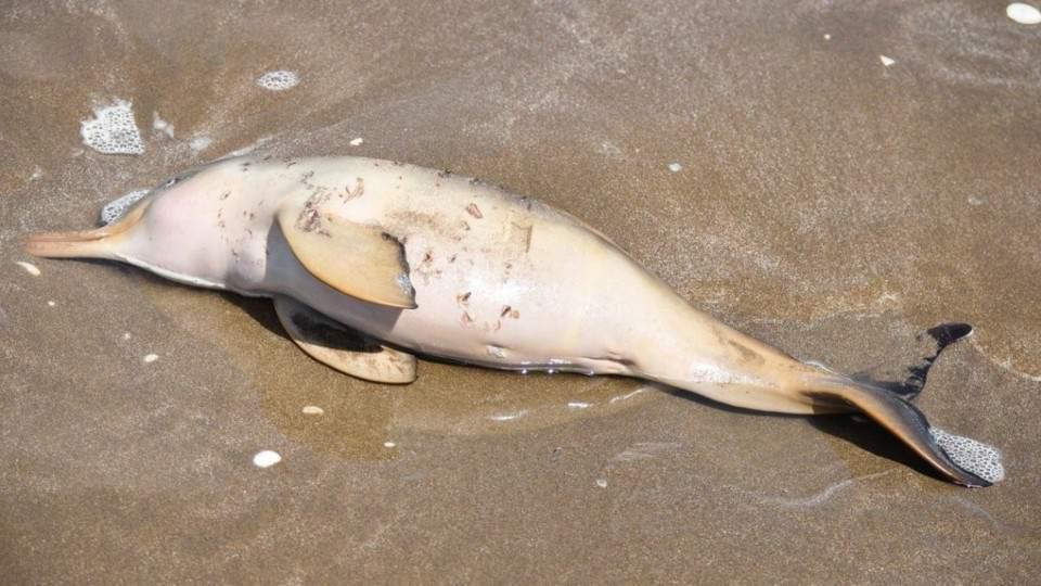 delfin
