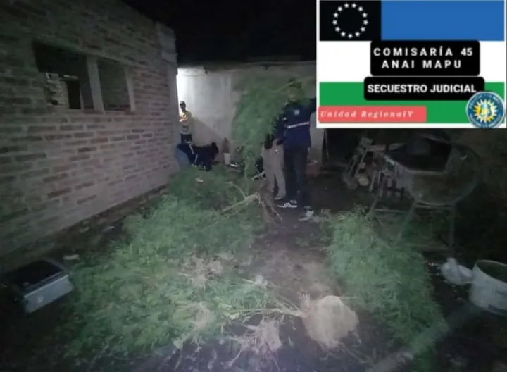 plantas marihuana cipo