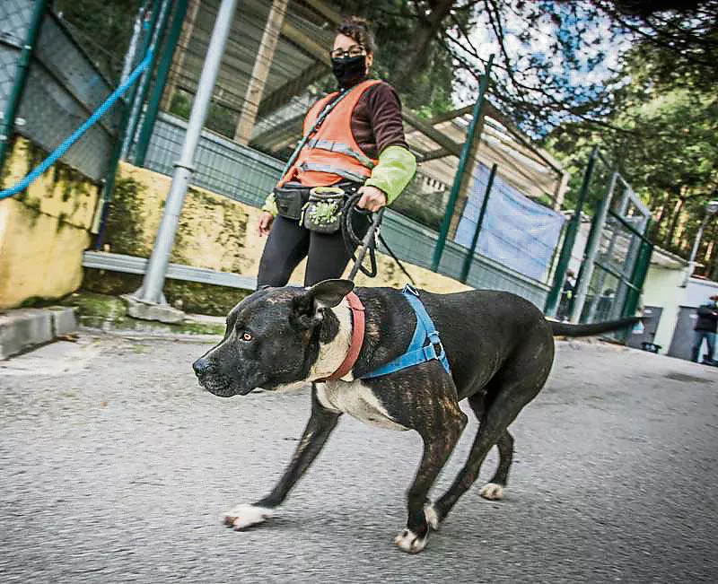 Perro mascota
