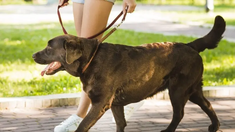 perro