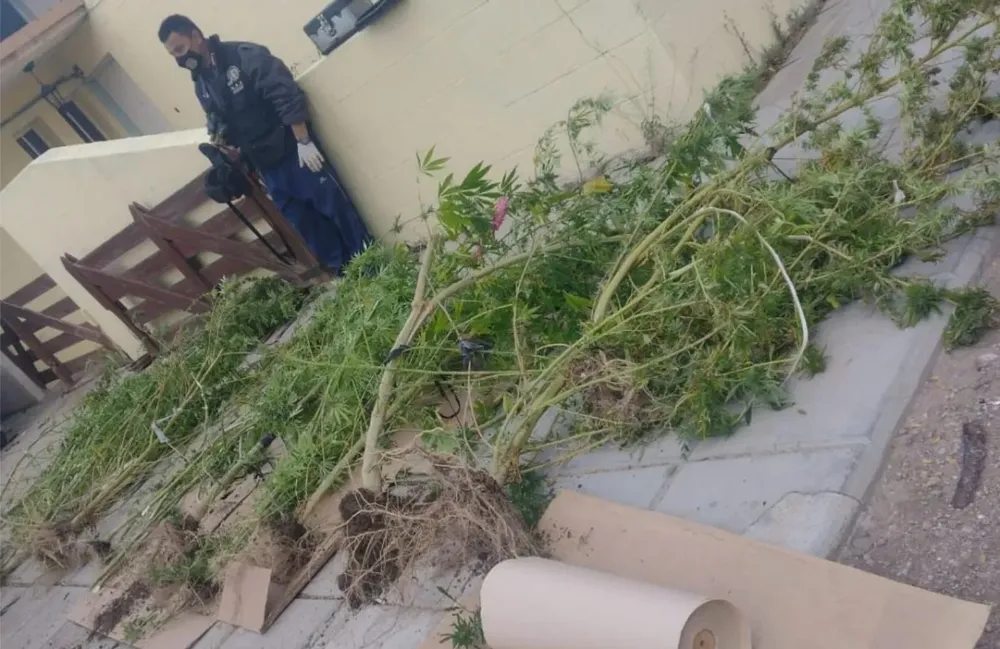 planta marihuana cinco saltos