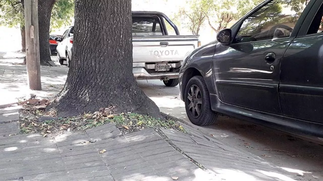 arboles de vereda
