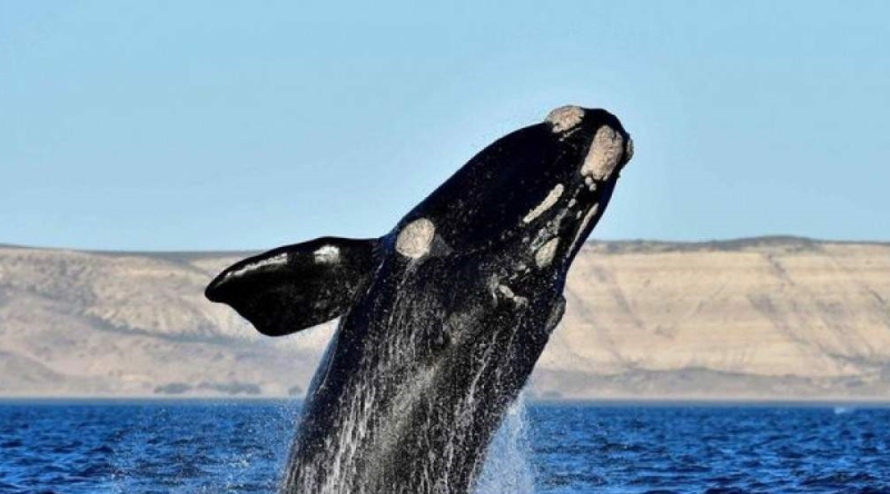ballena franca