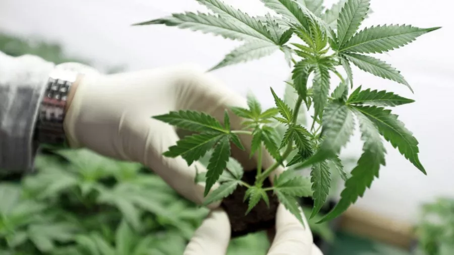 Cannabis