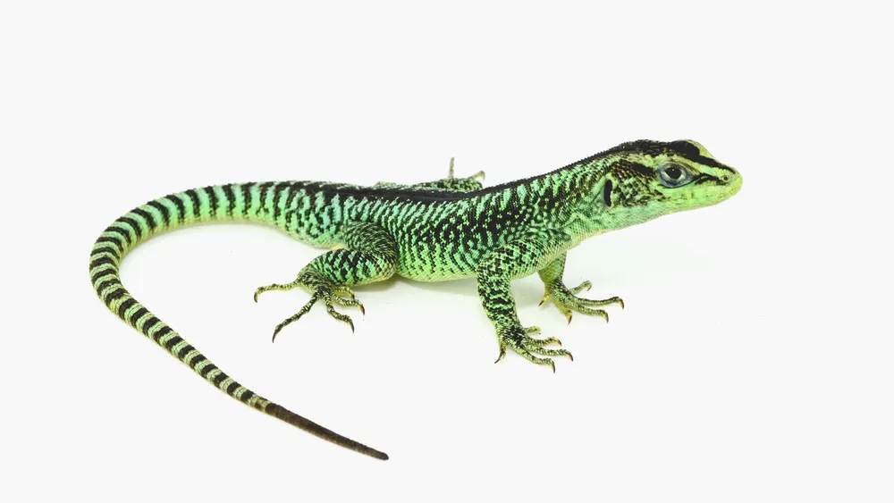 lagartija