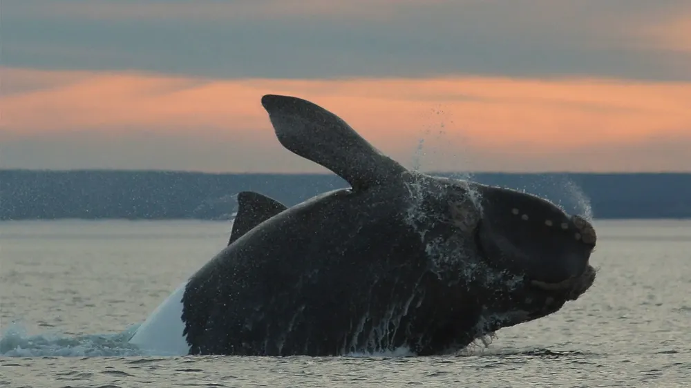 ballenas las grutas