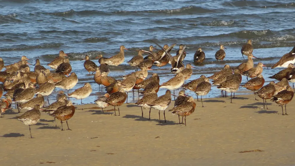 aves migratorios