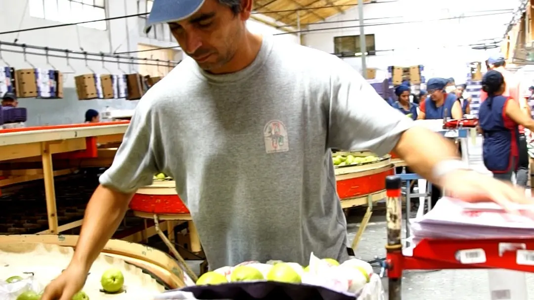 cooperativa frutícola