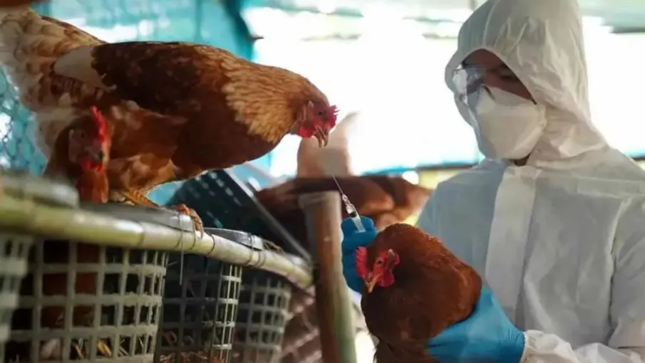 gallinas