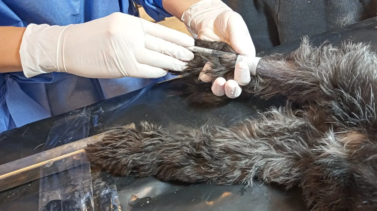 salud veterinaria rn