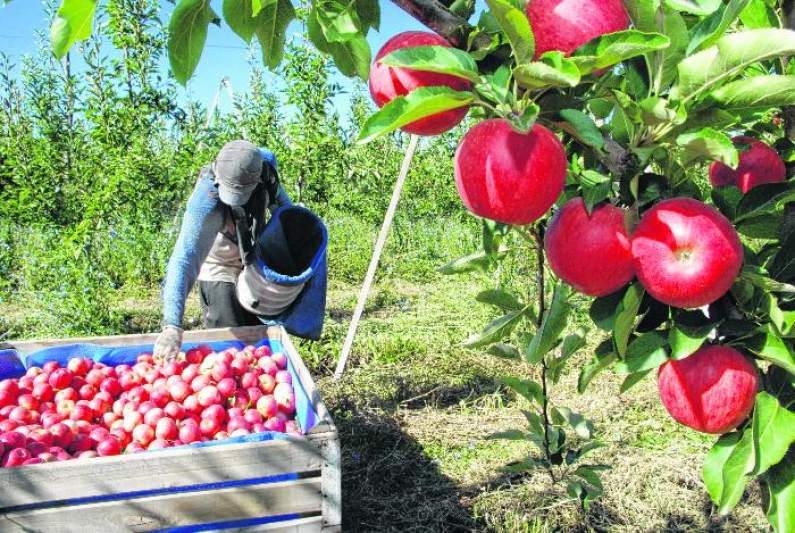 Cosecha manzana
