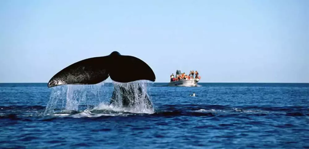 ballenas 1 rn