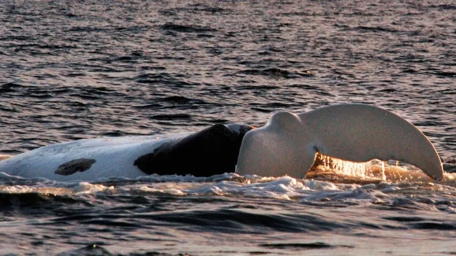 Ballena franca