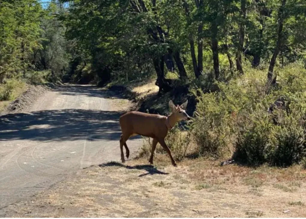 huemul